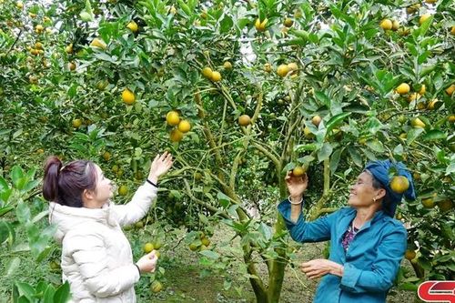 Đảng bộ xã Phiêng Cằm nâng cao sức chiến đấu của các chi bộ cơ sở