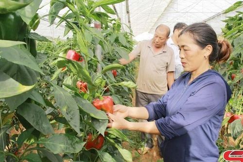 Phụ nữ Vân Hồ có nhiều mô hình kinh tế hiệu quả