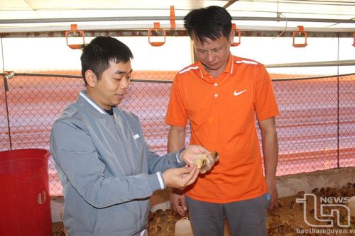 Đẩy mạnh liên kết trong chăn nuôi trang trại
