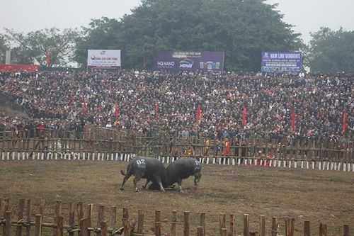 Vĩnh Phúc: Lễ hội chọi trâu Hải Lựu năm 2025 thu hút hàng vạn du khách