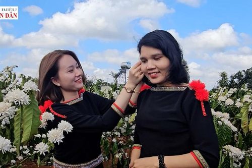 Mê đắm mùa hoa cà phê trên cao nguyên Đắk Lắk