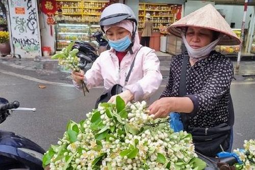 Loại hoa 'hương đồng gió nội' có giá gần nửa triệu mỗi kg đắt hàng ngày đầu xuân