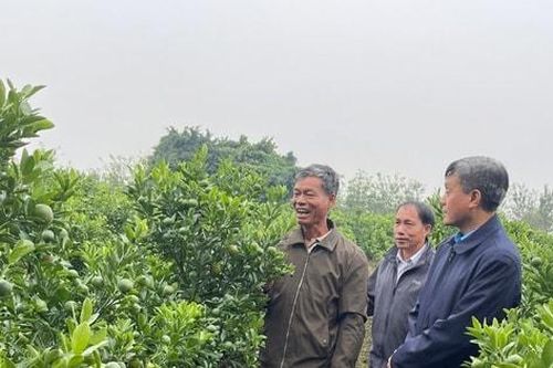 Cho phép sử dụng địa danh để đăng ký nhãn hiệu cây quất chum ở Thanh Trì