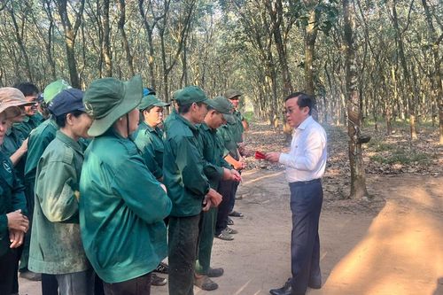 Năm 2024, Tổng Cao su Đồng Nai đạt 2.232 tỷ đồng doanh thu