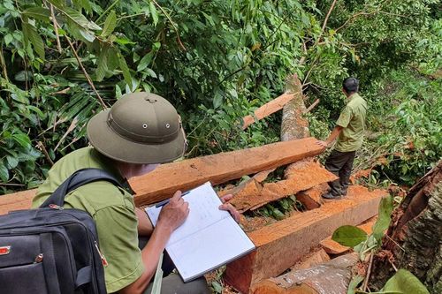 Đắk Lắk: huyện M'Đrắk bị suy giảm hơn 7.000 ha rừng tự nhiên giai đoạn 2007-2022