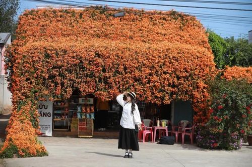 Mê mẩn 2 ngôi nhà phủ kín hoa xác pháo ở Lâm Đồng