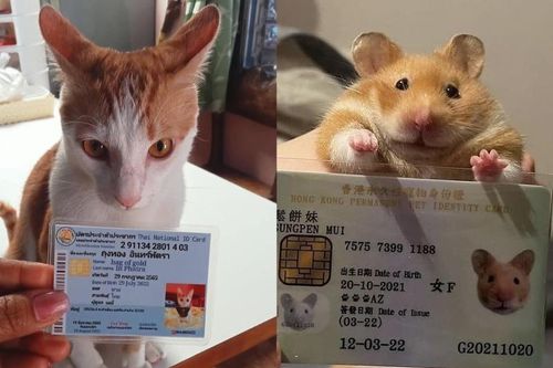 Netizen truyền tay nhau ảnh căn cước cho pet cực đáng yêu