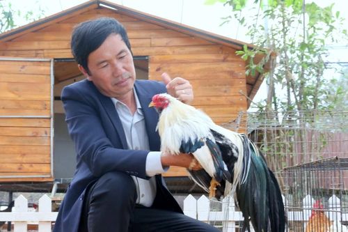 Chiêm ngưỡng đàn gà cảnh nghìn đô của người đàn ông Quảng Trị