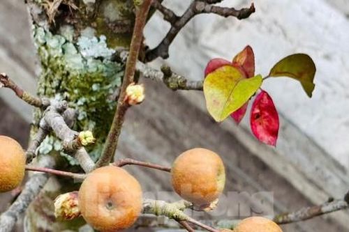 Độc lạ thú chơi hoa, quả lê tháng Giêng của người Hà Nội