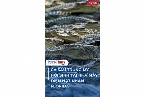 Cá sấu Trung Mỹ hồi sinh tại nhà máy điện hạt nhân Florida