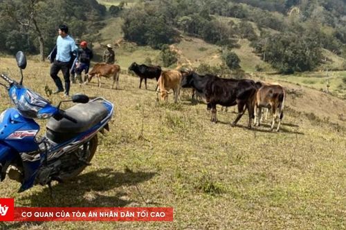 Kon Tum: Trâu, bò ở xã biên giới chết, nghi do nhiễm tụ huyết trùng