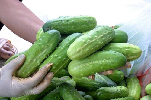 Mùa thu hoạch dưa chuột ở Yên Thành