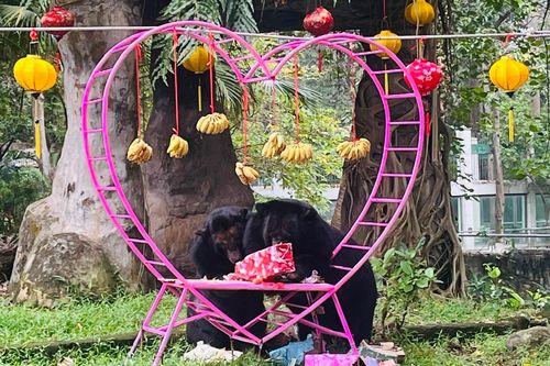 Cặp gấu ngựa Misa – Misi kỷ niệm 30 năm bên nhau dịp Valentine 14/2