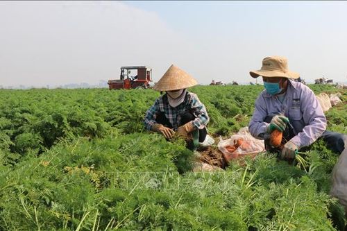 Nông dân gặp khó do nhiều loại cây vụ Đông mất giá