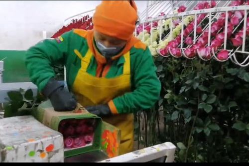 Bất ngờ hơn 530 chuyến bay chỉ để chở hoa dịp lễ tình nhân Valentine 14/2