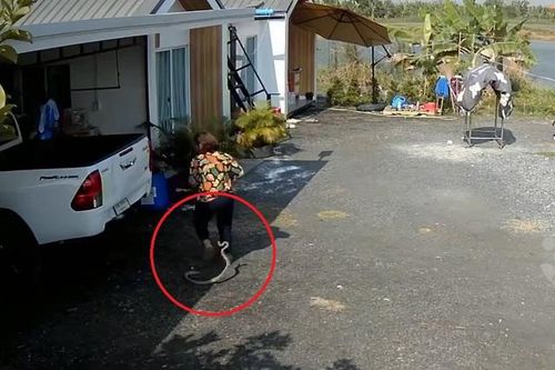 Đang đi trong sân, người phụ nữ bị con rắn cắn vào chân