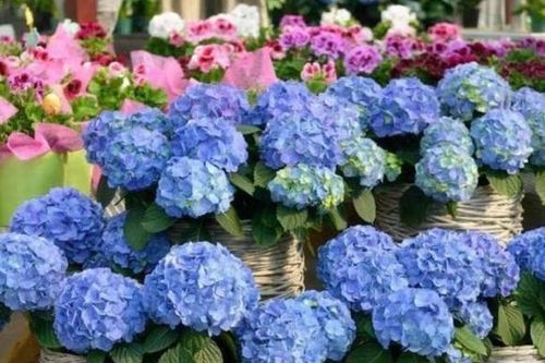5 loại hoa trồng vào mùa xuân, hoa đẹp và dễ trồng, bạn có thể có hoa để ngắm ở nhà trong thời gian dài