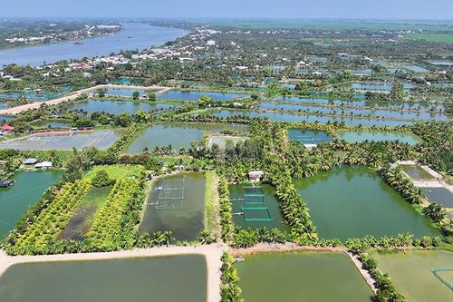 Về thăm 'thủ phủ' cá nàng hai