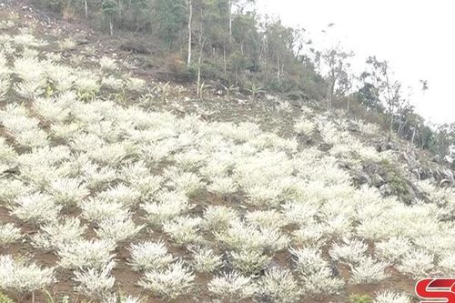Đặc sắc hoa mận ở vùng cao biên giới Phiêng Khoài