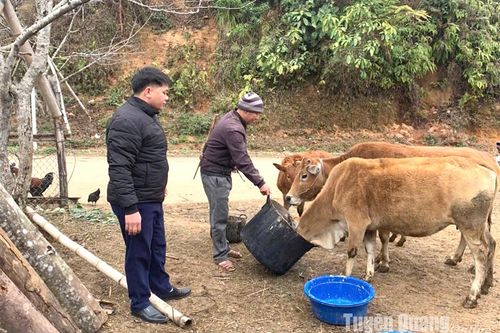 'Bí quyết' nuôi bò của người Mông ở Hồng Thái