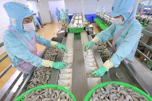 Điều gì khiến 'Vua tôm' Thủy sản Minh Phú (MPC) chịu mức lỗ kỷ lục?