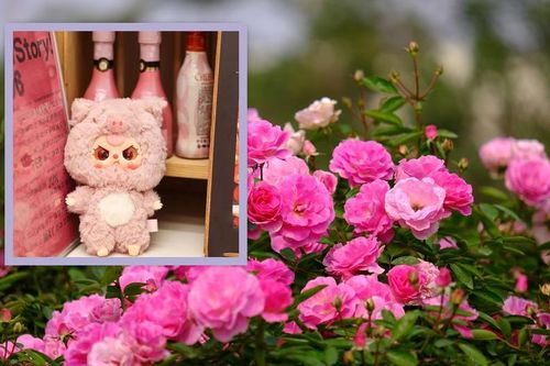 Người tặng quà Valetine 'sốc nặng' với giá Baby Three