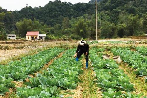 Quảng Hòa tập trung phát triển cây rau màu
