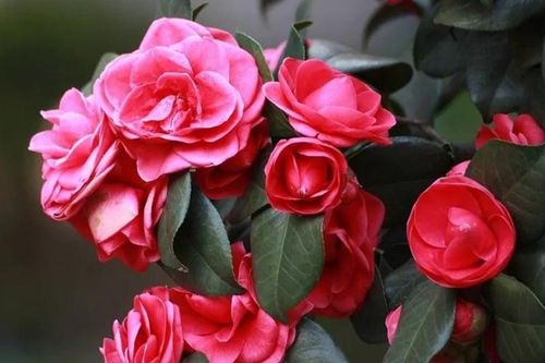 Hoa hải đường có ý nghĩa gì?