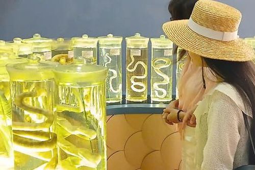 Chiêm ngưỡng những tiêu bản rắn biển quý hiếm ở Việt Nam