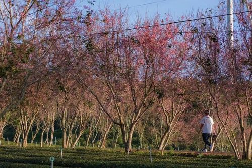 Lên Đà Lạt 'săn' ảnh hoa mai anh đào