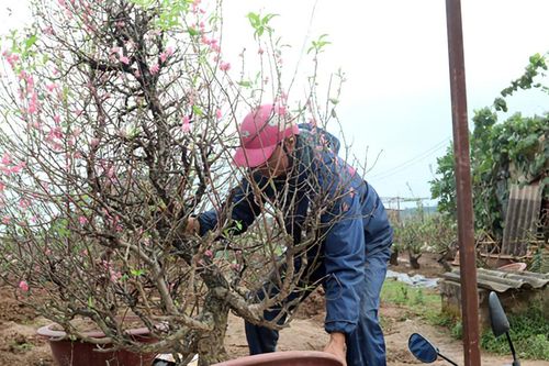 Hà Nội: Tất bật hồi sinh gốc đào sau Tết