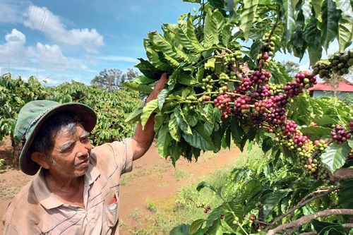 Đứng trên 'thế' cường quốc xuất khẩu cà phê