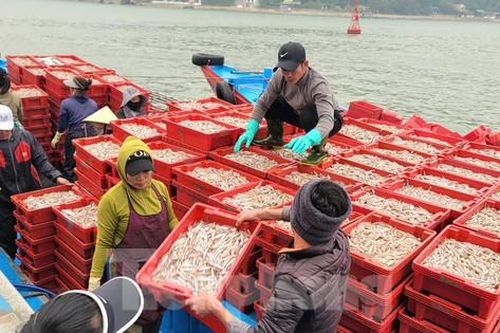 Ngư dân 'trúng đậm' mẻ cá cơm gần bờ lớn nhất từ trước tới nay