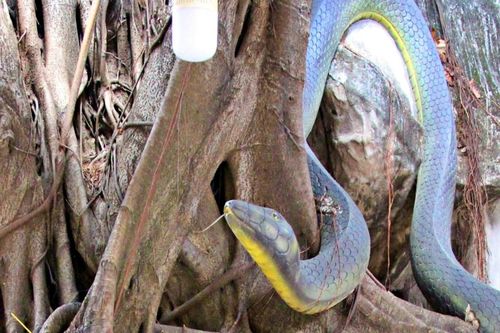 Chuyện kỳ bí về chiếc hang có tượng đôi rắn trong ngôi chùa nổi tiếng ở TPHCM
