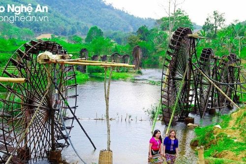 Cây tre - giá trị kinh tế và tác động khí hậu