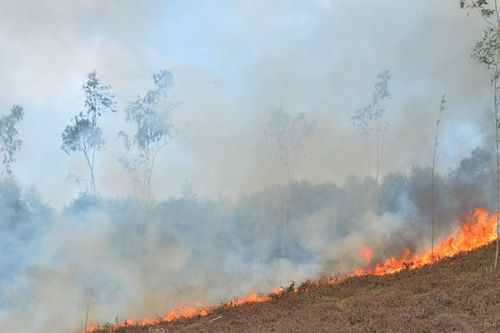 Cần có giải pháp mạnh ngăn chặn tình trạng đốt thực bì trồng keo