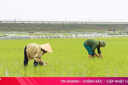 Nông dân Đức Thọ tập trung chăm sóc lúa, hoa màu vụ xuân