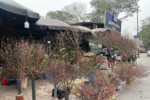Thú chơi đào tháng Giêng - Níu giữ hương Tết còn vương