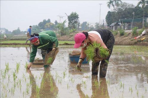 Thời tiết thuận lợi, nông dân tấp nập xuống đồng