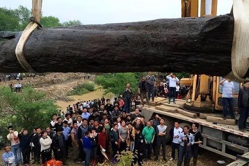 Người nông dân phát hiện khúc gỗ mun khổng lồ dài hơn 30m, nặng 60 tấn, tỏa ra mùi thơm kỳ lạ: 'Sốc' khi chuyên gia xác định giá trị của nó lên tới hàng chục tỷ đồng