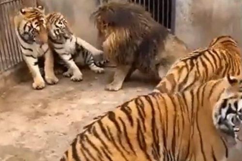 CLIP: Mãn nhãn trước màn ác đấu đầy gay cấn giữa 1 con sư tử và 5 con hổ