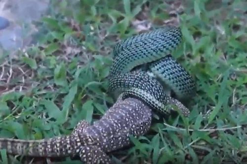 CLIP: Đụng độ rắn lục hoa cân, thằn lằn nhận cái kết bi thảm