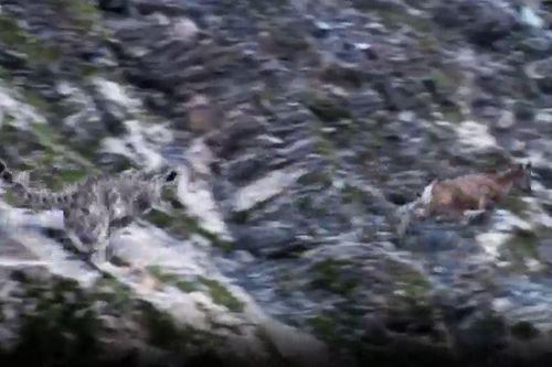 CLIP: Bị báo tuyết truy sát trên vách đá, dê núi 'tung chiêu độc' khiến kẻ đi săn 'bẽ mặt'