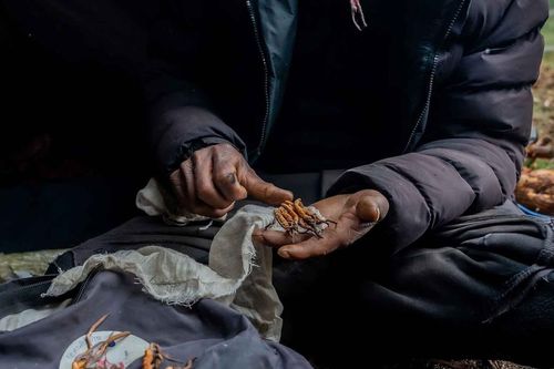 Những sự thật về Đông trùng hạ thảo tại Nepal