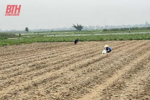 Mở rộng diện tích liên kết sản xuất, bao tiêu sản phẩm cây trồng vụ xuân