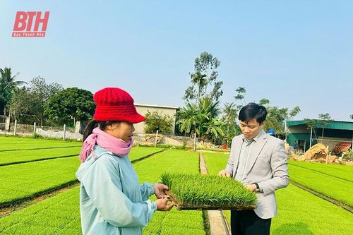Nâng tầm hạt gạo trên đồng đất Nông Cống