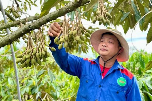 Nông hội cây ăn quả thôn Thanh Bình giúp dân phát triển kinh tế