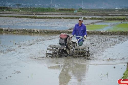 Phù Yên hối hả vào vụ cấy lúa xuân