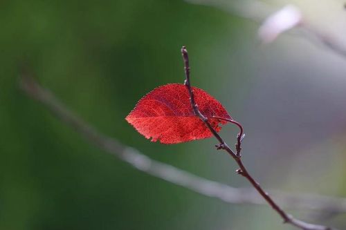 Vai diễn cuối cùng
