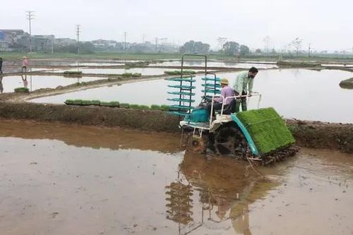 Hà Nội cấp đủ nước cho trên 80% diện tích lúa xuân